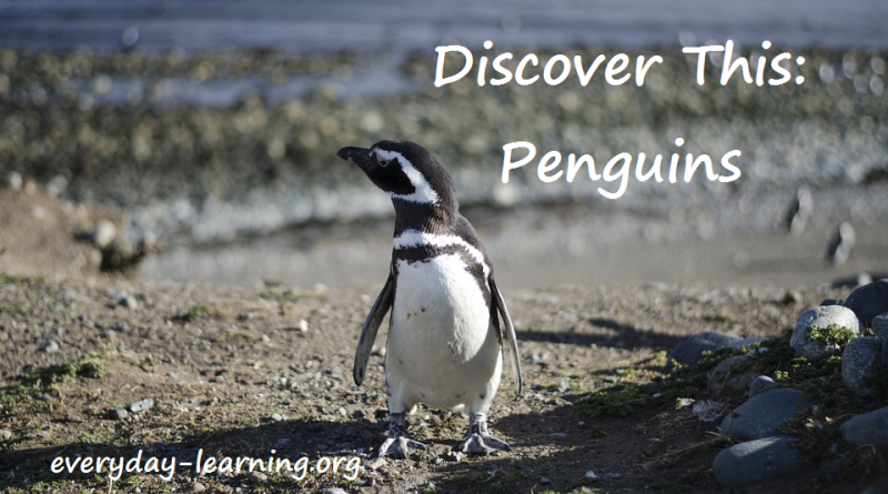 Discover This Penguins