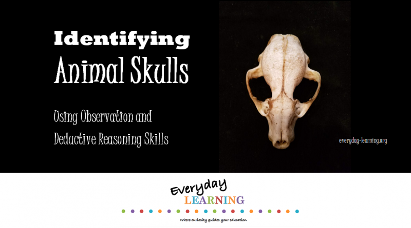 Identify animal skulls