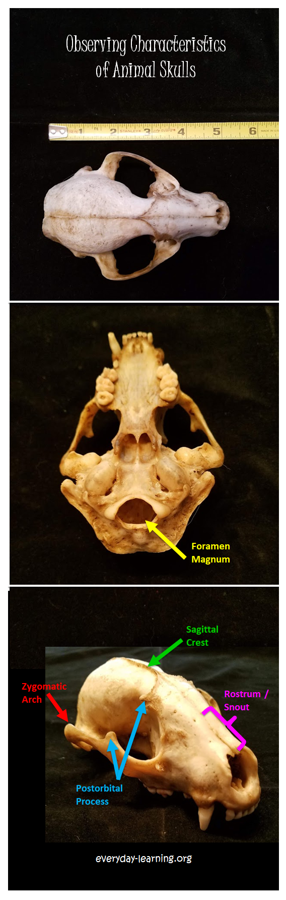 Discover This: Skull Identification |
